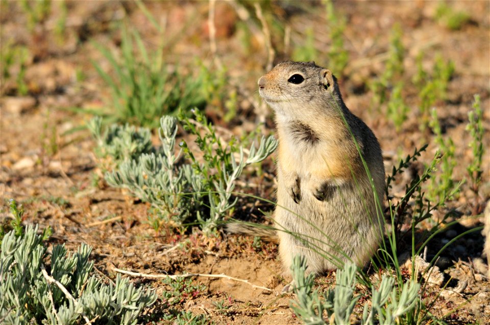 Photo: Tom Koerner/USFWS