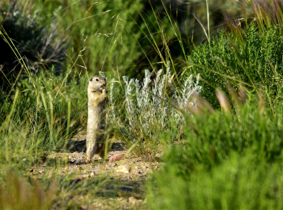 Gathering seeds from needle-and-thread grass.  Photo: Tom Koerner/USFWS