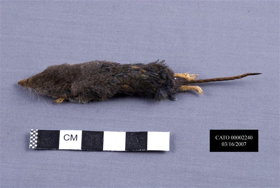 A smoky shrew museum specimen.