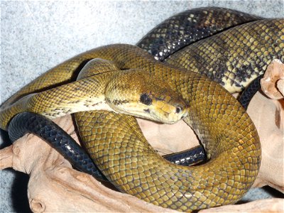 Costa Rican Tree boa, Corallus ruschenbergerii, collection of Jeff Murray, photo by Ryan Potts