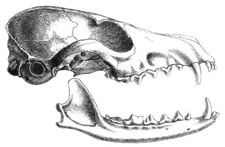 Illustration (wood cut) of a skull and jaw of the white-footed fox (Vulpes vulpes pusilla) photo