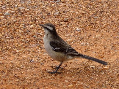 Calandria