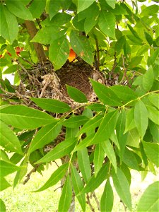 Chalk-browed Mockingbird Mimus saturninus nest