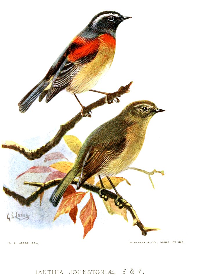 Ianthia johnstoniae