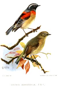 Ianthia johnstoniae