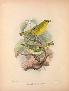 Himatione chloris from The Birds of the Sandwich Islands