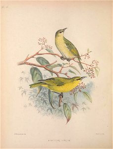 Himatione virens from The Birds of the Sandwich Islands