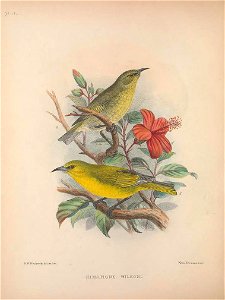 Himatione wilsoni from The Birds of the Sandwich Islands