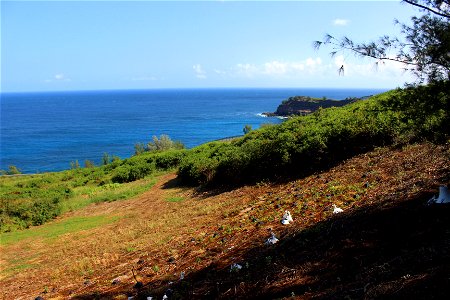 Hawaiian Petrel chicks imprint on their birth colony the first time they emerge from their burrows and see the night sky and will return to breed at the same colony as adults. Since chicks were remove
