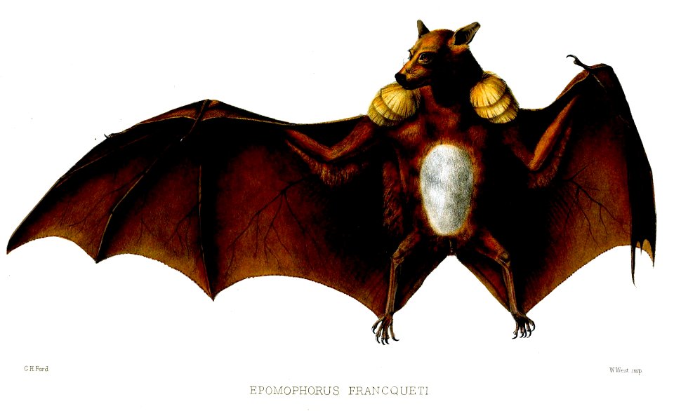 Epomophorus francqueti= Epomops franqueti
