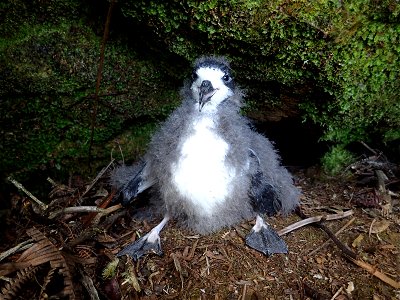 After being dropped by helicopter on to the mountain, the translocation teams headed for nest burrows that had been monitored throughout the breeding season. Each burrow contained a large, healthy chi