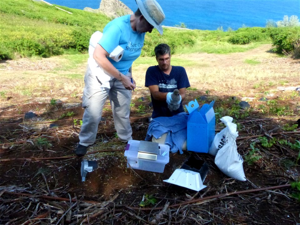 Getting ready to weigh a Hawaiian petrel chick. Photo credit: George Wallace/American Bird Conservancy