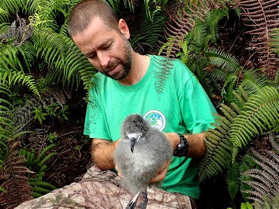 The chicks were carefully removed by hand, placed into pet carriers and hiked up to the tops of peaks where the helicopters picked them up.
