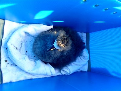The chicks were carefully removed by hand, placed into pet carriers and hiked up to the tops of peaks where the helicopters picked them up.