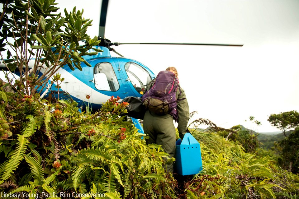 The chicks were carefully removed by hand, placed into pet carriers and hiked up to the tops of peaks where the helicopters picked them up.