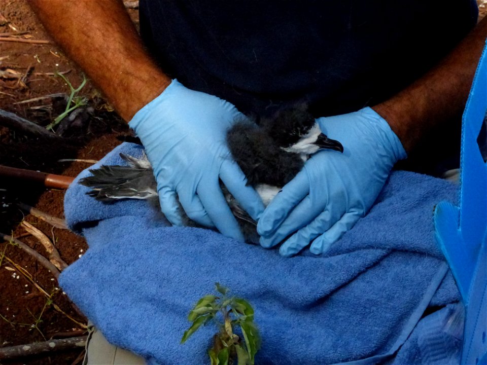 Hawaiian petrel chick being checked by a biologist. Photo credit: George Wallace/American Bird Conservancy