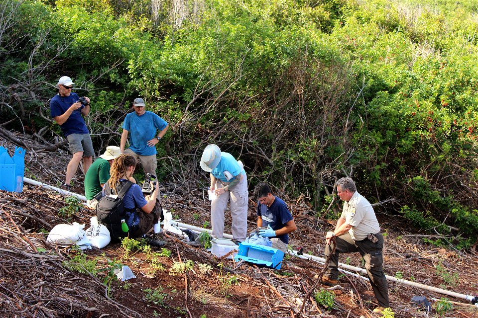 The effort is a collaboration between American Bird Conservancy, Kaua‘i Endangered Seabird Recovery Project, National Fish and Wildlife Foundation, Pacific Rim Conservation, State of Hawaiʻi Departmen