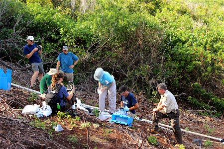 The effort is a collaboration between American Bird Conservancy, Kaua‘i Endangered Seabird Recovery Project, National Fish and Wildlife Foundation, Pacific Rim Conservation, State of Hawaiʻi Departmen