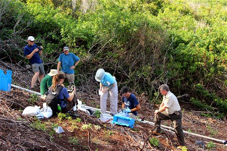 The effort is a collaboration between American Bird Conservancy, Kaua‘i Endangered Seabird Recovery Project, National Fish and Wildlife Foundation, Pacific Rim Conservation, State of Hawaiʻi Departmen photo