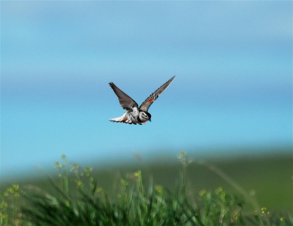 Thick-billed Longspur Rhynchophanes mccownii in southern Canada.