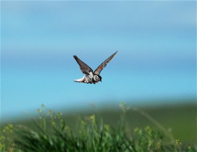 Thick-billed Longspur Rhynchophanes mccownii in southern Canada.