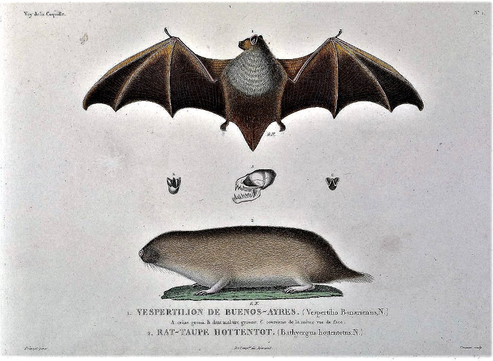 Lasiurus blossevillii Cryptomys hottentotus