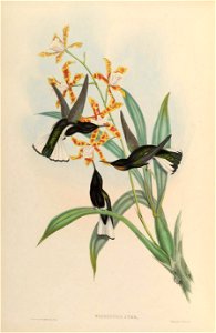 Florisuga atra = Florisuga fusca [1]