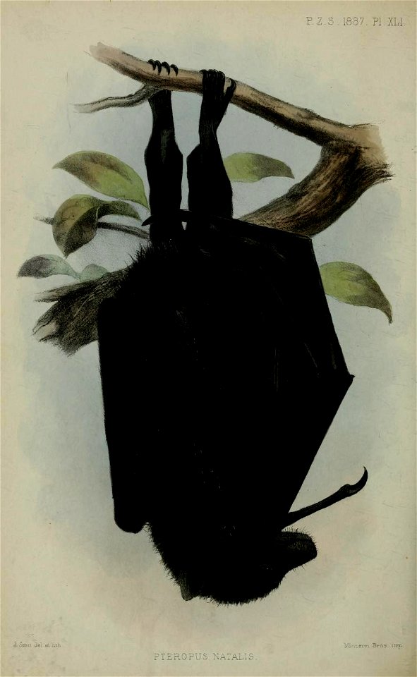 1887 monograph of Pteropus natalis