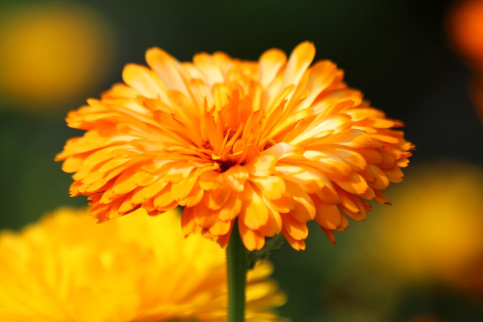 Orange yellow plant