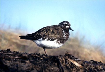 Black Turnstone (Arenaria melanocephala), Alaska