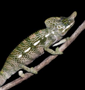 A photograph of Furcifer labordi.Labord's Chameleon from Madagascar
Adult male Labord's chameleon (Furcifer labordi) from southwestern Madagascar. They are a species of tetrapod (four-limbed vertebrat