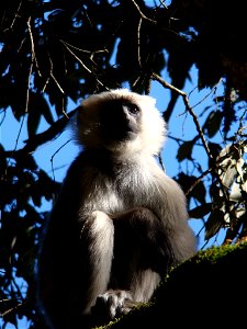 Tarai Grey Langur