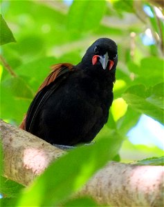 North Island Saddleback (tieke) looking down from tree