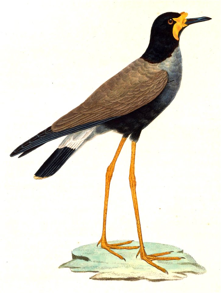 English:  « Vanellus cucullatus » = Vanellus macropterus (Javanese Lapwing) - adult maleFrançais :  « Vanellus cucullatus » = Vanellus macropterus (Vanneau