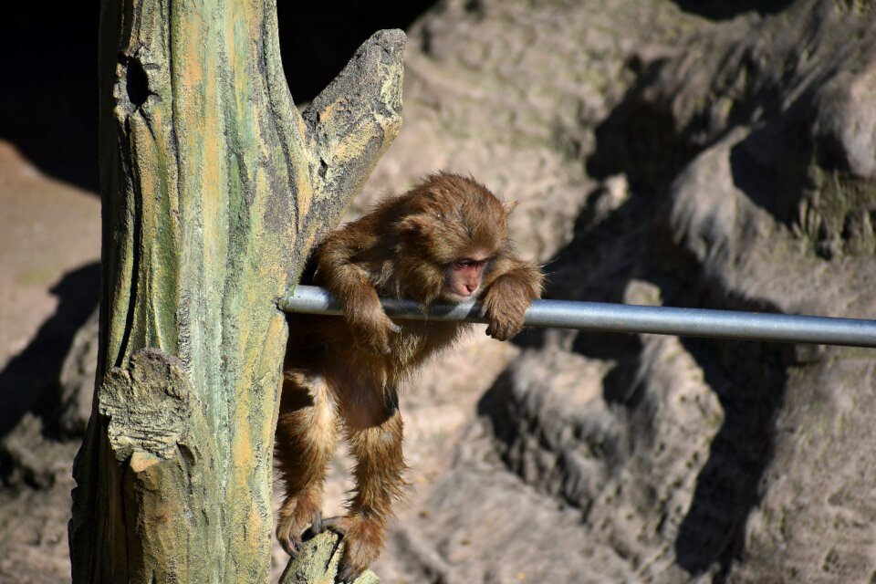 Zoo travel wild animal