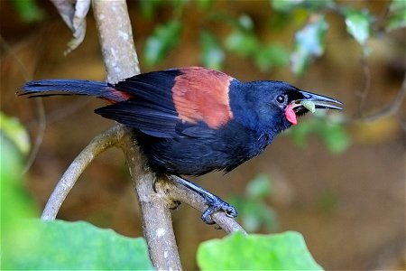 North Island Saddleback (tieke) on branch with cicada in its beak