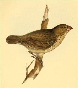 Camarhynchus crassirostris