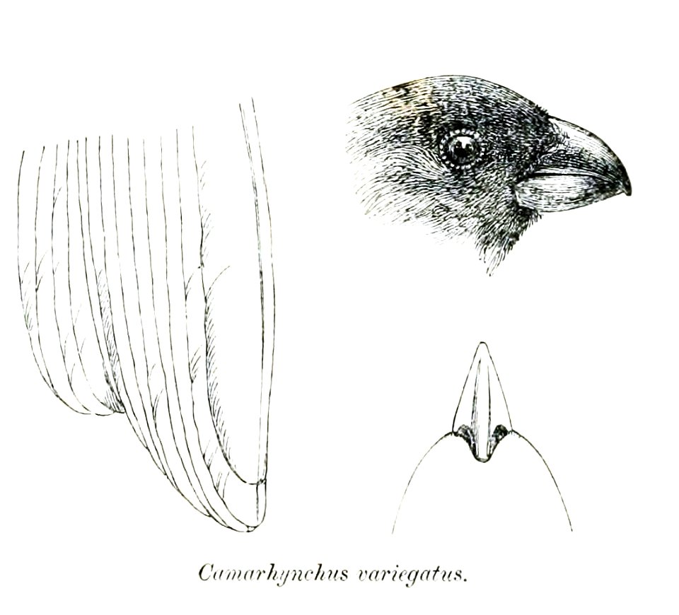 Vegetarian Finch; head from lateral, bill from dorsal, remiges tips from ventral