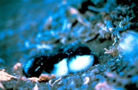 Murrelet 300