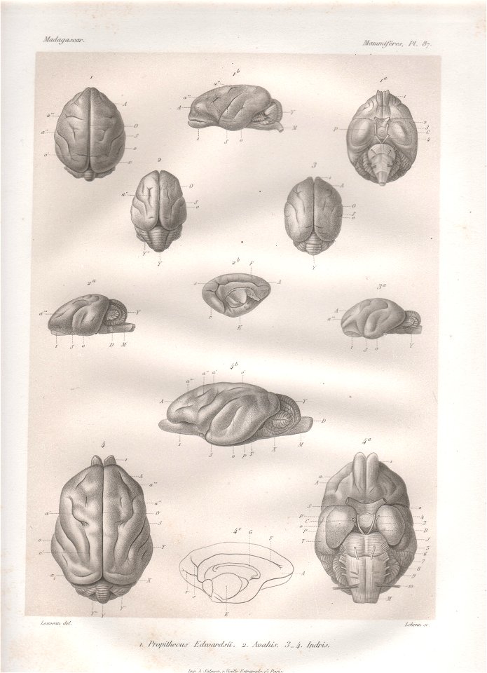 Scan von historischen Lithografien aus unbekanntem Werk