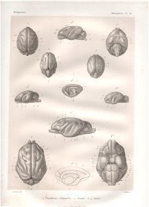 Scan von historischen Lithografien aus unbekanntem Werk