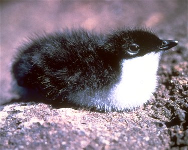Santa Barbara Island hosts the largest breeding population of Xantus' murrelets in the United States. The tiny chicks leave their steep hillside nests when only 48 hours old and tumble down into the c