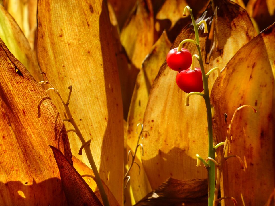Infructescence berries red