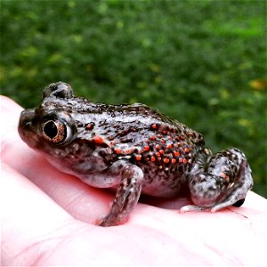 This plains spadefoot toad (Spea bombifrons) was recently spotted at DeSoto National Wildlife Refuge in Iowa! This species spends much of its life buried in the soil and gets its name from the black s