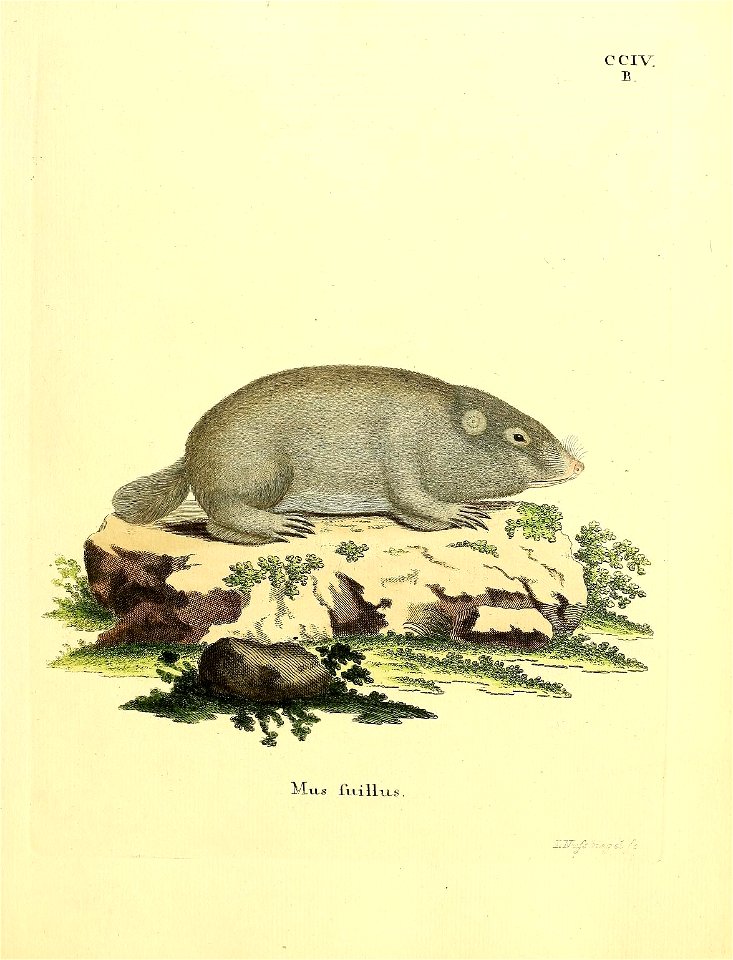 ccrv: 

Mus fuillus = Mus suillus  Schreber 1782 = Bathyergus suillus  Schreber, 1782