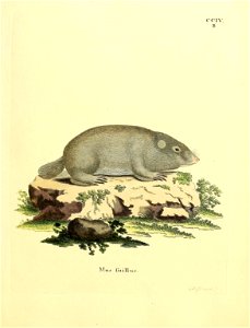 ccrv: 

Mus fuillus = Mus suillus  Schreber 1782 = Bathyergus suillus  Schreber, 1782