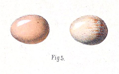 English:  « Ruticilla frontalis » = Phoenicurus frontalis (Blue-fronted redstart) - eggsFrançais :  « Ruticilla frontalis » = Phoenicurus frontalis (Rougeq