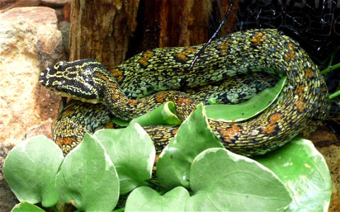 Red spotted pitviper or also Szechwan Speckled Pitviper (Protobothrops jerdonii xanthomelas or also Trimeresurus jerdonii xanthomelas)