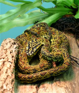 Red spotted pitviper or also Szechwan Speckled Pitviper (Protobothrops jerdonii xanthomelas or also Trimeresurus jerdonii xanthomelas)