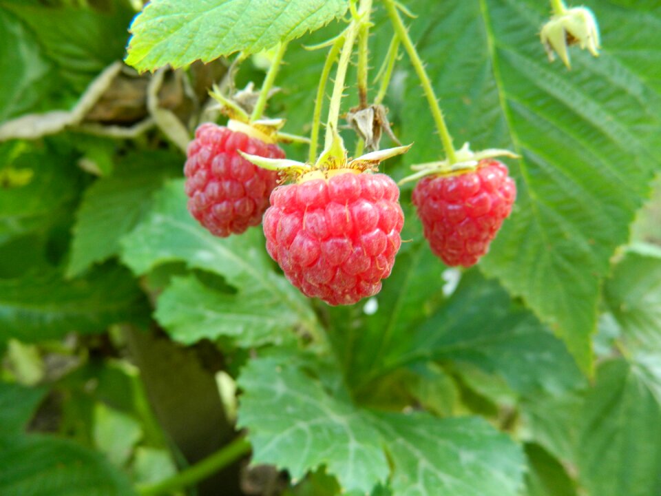 Nature berry raspberry